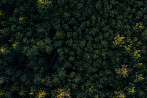 Arbor screenshot 1