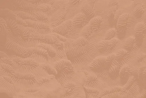 Coral Accountancy Services screenshot 1