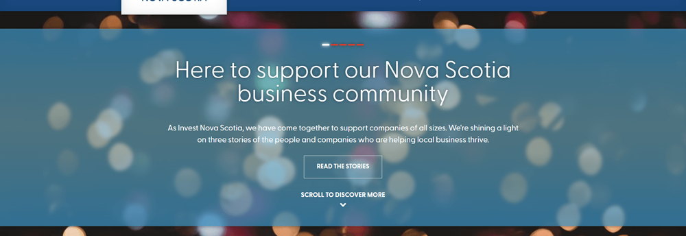 NSBI Venture Capital cover