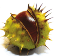 Conker Communications logo