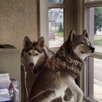 Grey Wolf Accounting & Tax Service, Inc. logo