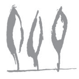 TT Capital Partners logo