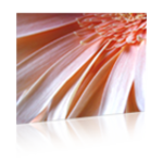 InBloom Resale logo